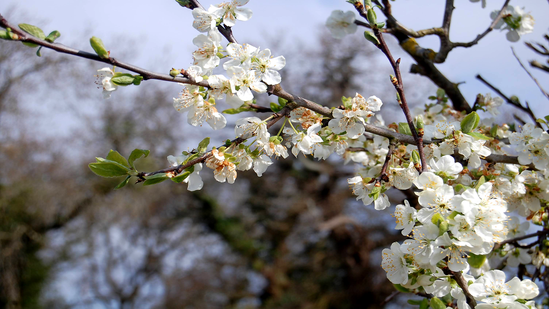 a branch of white plum blossom in the sunlight